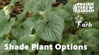 Shade Plant Options | Ask the Aboretum Experts Shade Tree Recommendations Ask The Arboretum Experts