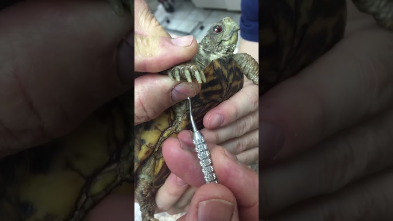 Nail trim on turtle/tortoise