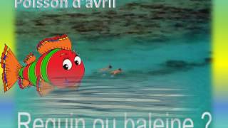 1er avril requin baleine