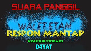 SP.  WALET ETAM BY. D4YAT | SUARA WALET | SUARA PANGGIL WALET