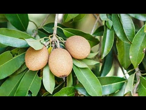 Videó: Sapodilla Fruit Drop: Miért esnek le a szapodillák a fáról