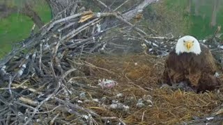 Fort St Vrain Eagles~BonksMa Shields The Eaglets From the ThunderstormPa Brings Small Prey_4/25/24