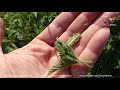 Farming Vlog   Ep. 26 - potato mistake and wild herbs