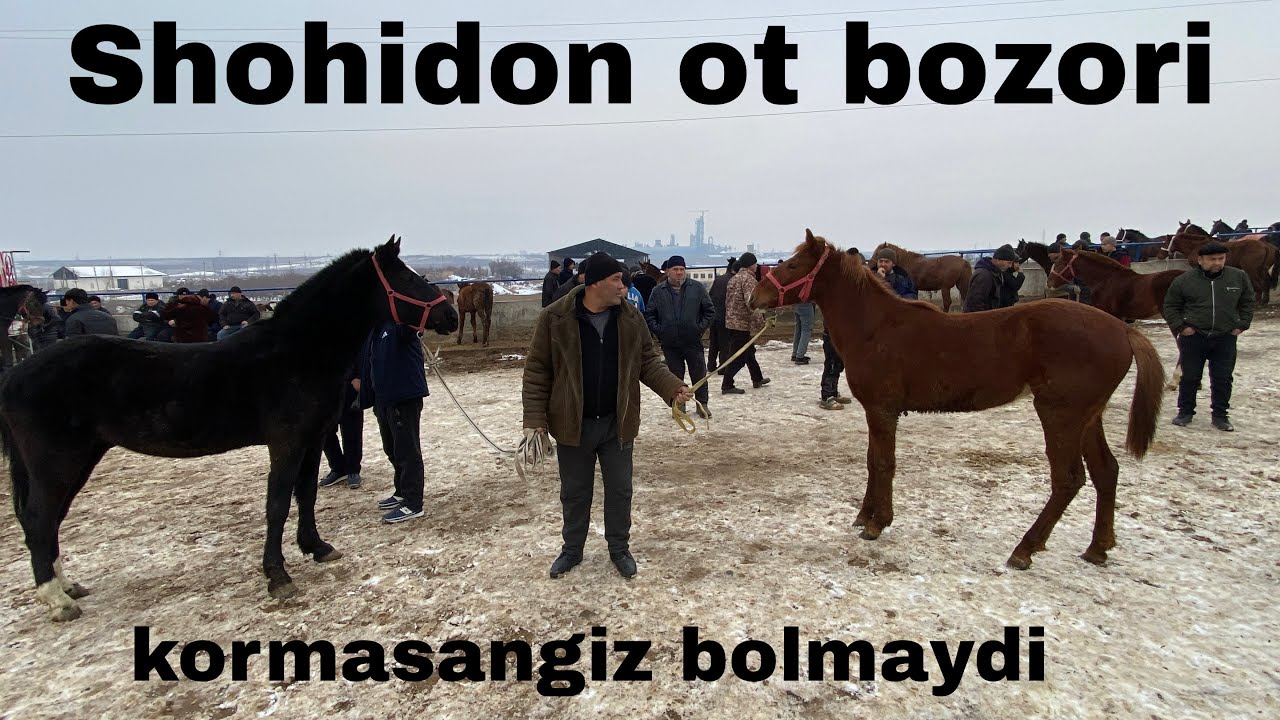  Shohidon ot bozori yondi 🔥🔥 yosh toychoqlar narxlari buzovlardangam arzon bolibdi😱😱27-yanvar, 2026