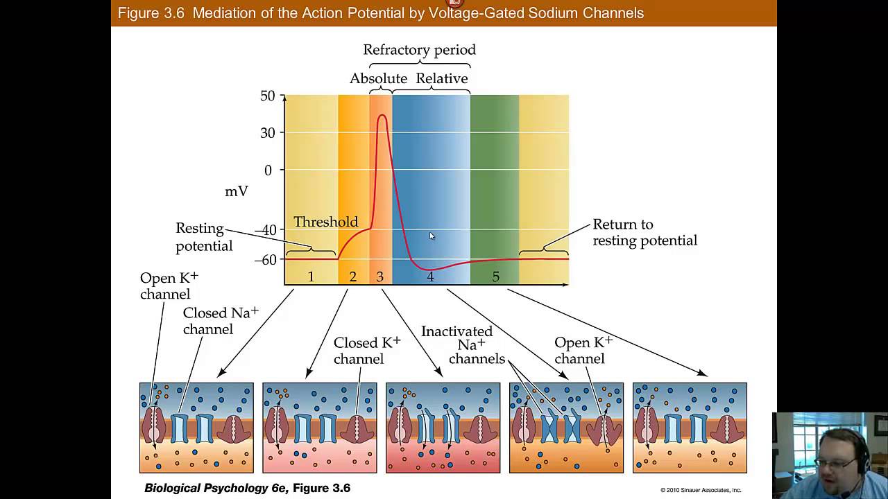 Chapter 3 Part B: Neurophysiology