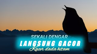 Kacer Dada Hitam Gacor Pagi Subuh Kacer Diam Pasti Ikut Bunyi Gacor kacerdadahitam