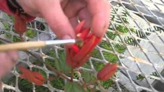 Passion Flower