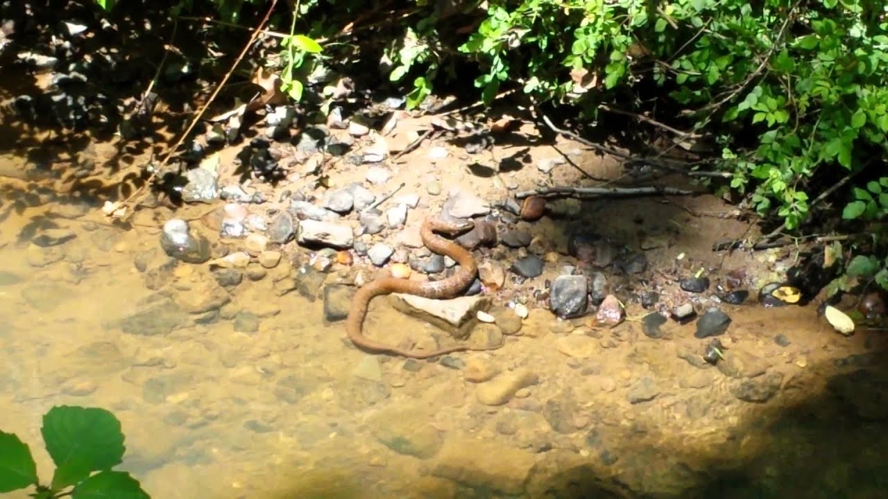 Water Snake YouTube