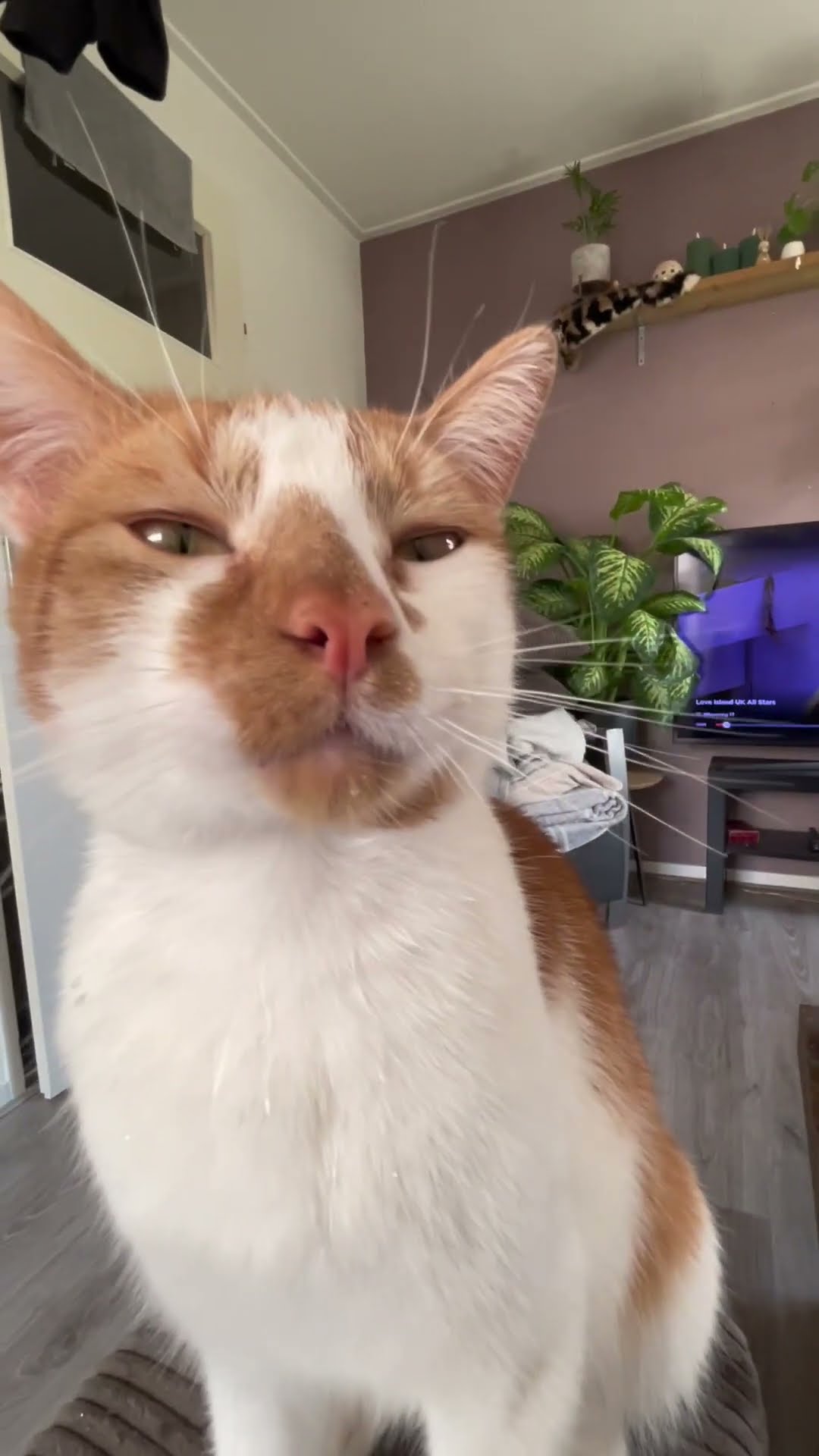 Cat Drinks Water Dripped From Straw || ViralHog