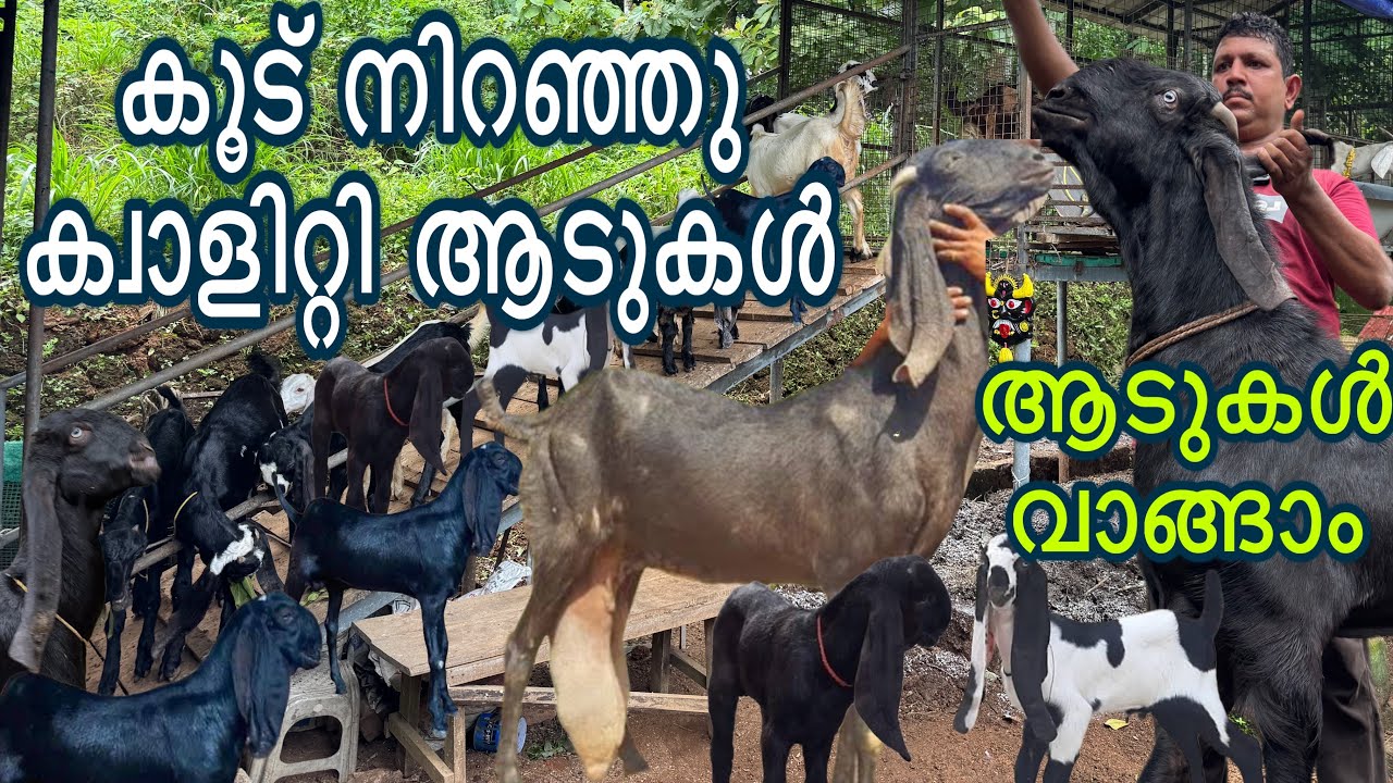 പാലുൽപ്പാദനത്തിൽ പേരുകേട്ടവർ കൂട് നിറഞ്ഞു new goat farm kerala malayalam