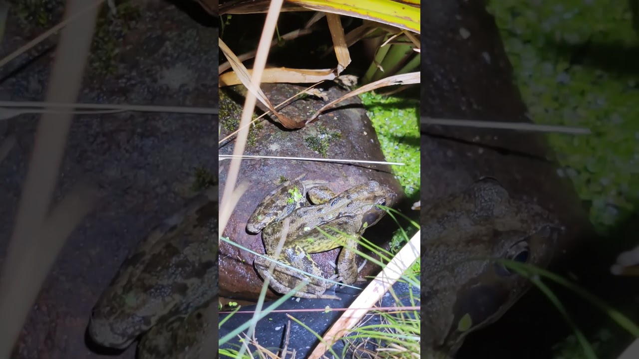 Big Frog In My Natural Garden Pond Tonight 🐸👍