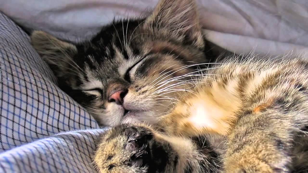 Grumpy cat song (IT'S SO FUNNY) 