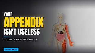 Your Appendix Isn't Useless — Scientists Were Wrong for 130 Years