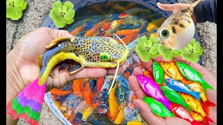 Catch Many Beautiful Colorful Ornamental Fish In Tiny Pond, Black Ranchu Fish, Land Arowana, Frogs