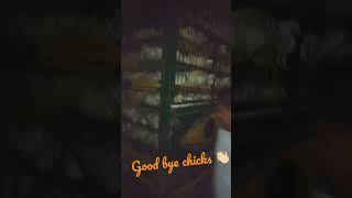 my First Vlog|| poultry farm end episode|| myfirstvlog my_first_vlog india myfirstvlogonyoutube