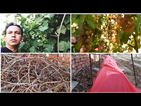 Video: How To Cover Grapes
