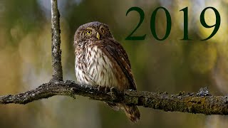 Kulíšek nejmenší (Glaucidium passerinum) - hnízdění, Eurasian pygmy owl - nesting 2019