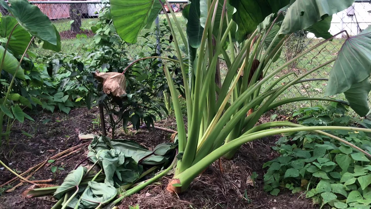 Malangas tiempo de cosecha