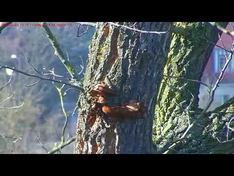 Video: Liriodendron (38 Fotos): Beschreibung Der Sorten Von Tulpenbaum, Chinesisch Und 