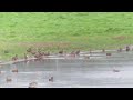 Black-tailed Godwits - North Glasgow 22.8.23