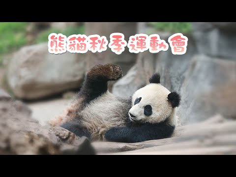 《超萌滾滾秀》224期 熊貓秋季運動會開始了 | iPanda熊貓頻道
