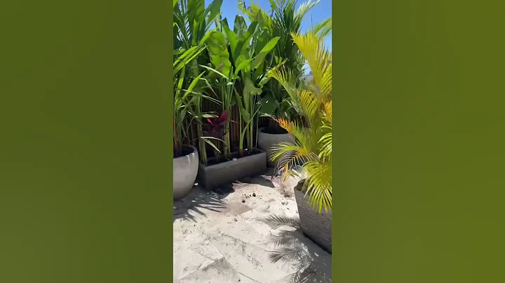 Bali Rooftop Garden design project- this week the plants are in #bali #garden #rooftop #plants