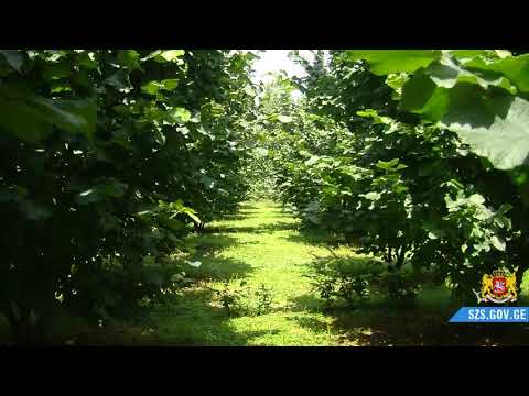 შეხვედრა მეთხილეებთან ხობში შონიების მეურნეობა