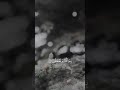 قران كريم بصوت القارئ طارق محمد حالات واتس اب 