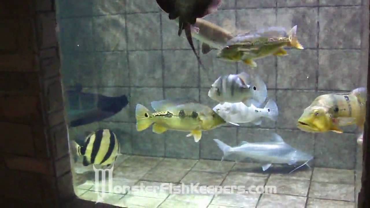 Monster 6300 Gallon Tank : Taiwan : MonsterFishKeepers.com : HD