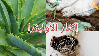 غرس نبات الاوليفيرا من نباتات الزينة  The secret of the success of the aloe  vera plant  cactus