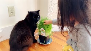 (ENG SUB) Cat and kid  Theo the cat got upset when a kid poked his nose with cat grass