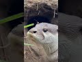 Animal Engineer｜River Otter Project · From Bank to Burrow#build #NaturalConstruction