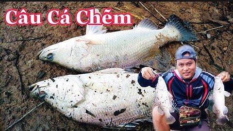Câu Cá Chẽm.Lure Cá Chẽm Bằng Mồi Giả Megabarra.Mồi Câu Cá Chẽm Nhạy Nhất Cá Chẽm Hấp Muối Ngon Nhất