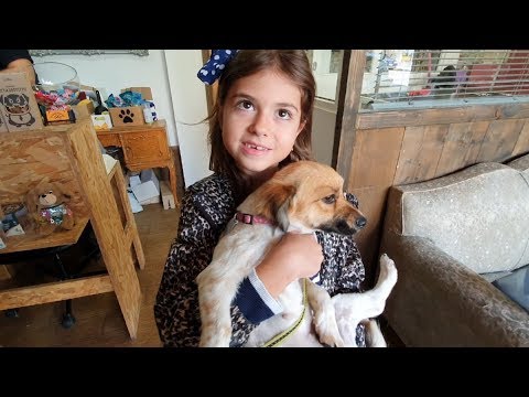 Βίντεο: Πόσα κυνηγετικά σκυλιά είχε η Άρτεμις;