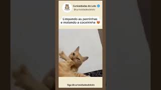 Eu no banho quando finalmente acho o lugar da coceirinha 🐾🚿 #shorts #viral #cat #gatos