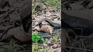 Black Cobra Vs Monitor Lizard An Unbelievable Battle