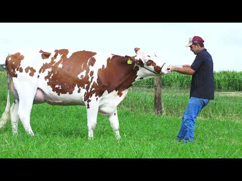 LOTE 17 NP6905