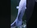 Giant Fish Ano ito#Short video
