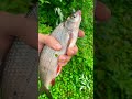 Піддуст на річці стир😱🎣 #рибалка #fishing #fishingwithmax #фідер #фідернарибалка #річкастир