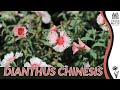 Dianthus chinensis  discovering the delicate beauty of chinese pinks