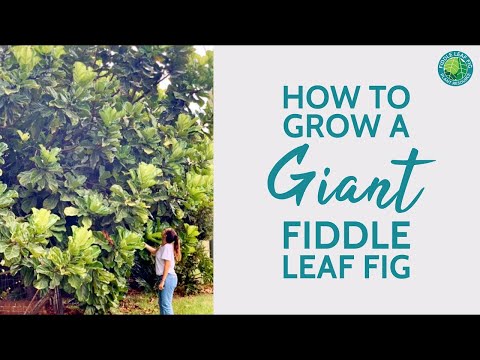 Growing Guide - How to Grow a Large, Healthy Fiddle Leaf Fig Tree