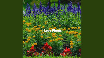 Scintillating Music for Social Options