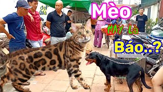 Chợ Phiên bán chó rottweiler mèo bengal, Becgie, phốc và rất nhiều loại khác.