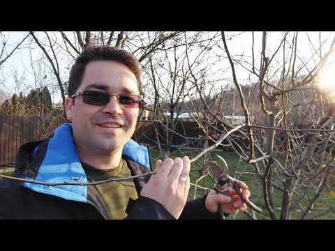 Video: Espalier Fruit Tree: askel askeleelta Espalier-ohjeet