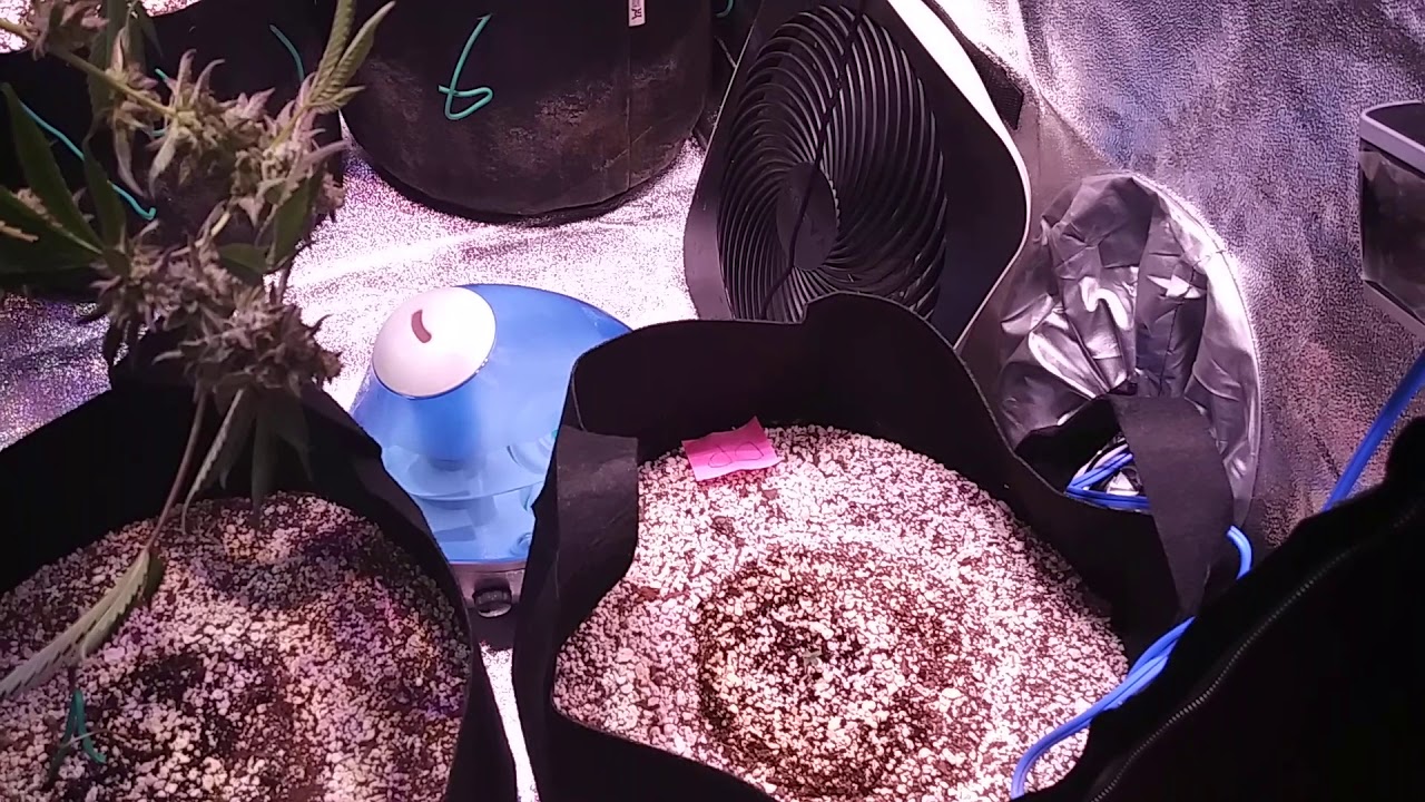 Fast buds Zkittles and Barney'sFarms LSD Autoflower grow.