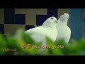 مهمومه هليله الروح باسم الكربلائي