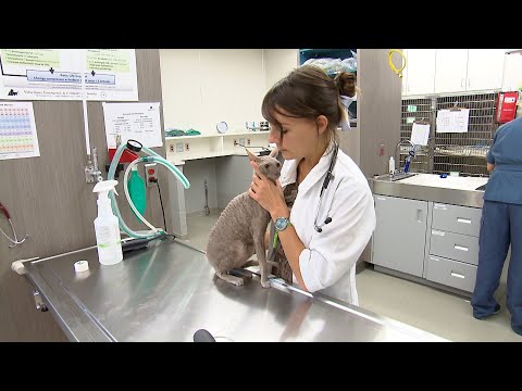 Vidéo: Votre Vétérinaire Respecte-t-il Vos Normes De Soins ?
