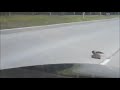 В Латвии ворона помогла ежу перейти дорогу