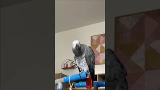 #grey #parrot #entertainment #Song #sidhumoosewalanewsong #viralvideo #birds #fypシ゚viral #views