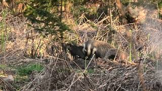 Wild Scottish Badgers  parents and cubs
